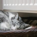 gatos-invierno-consejos-prevenir-frio-2-XxXx80