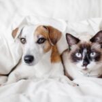 perro-y-gato-bajo-manta-blanca-amistad-de-mascotas-179216673